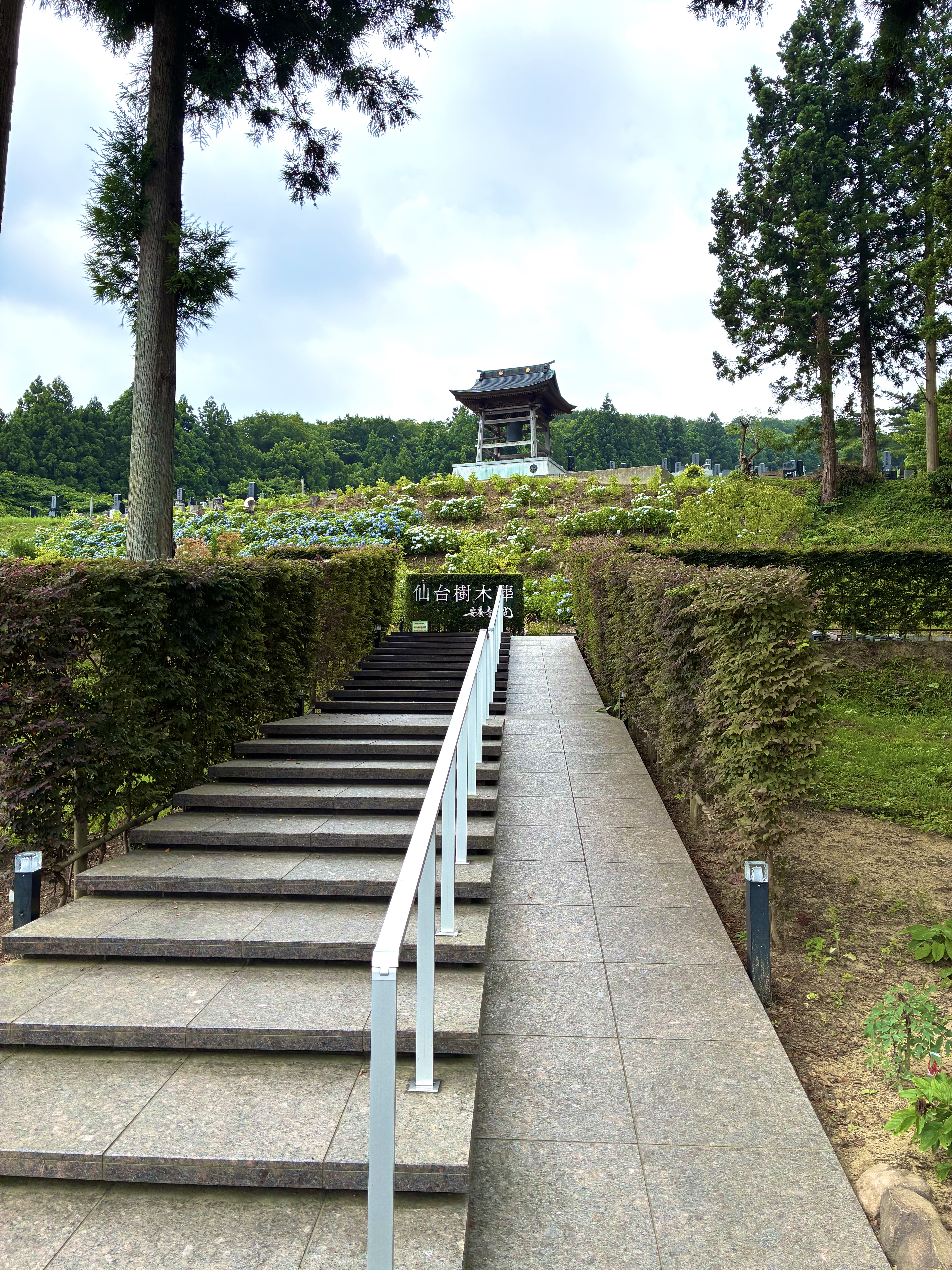 紫陽花