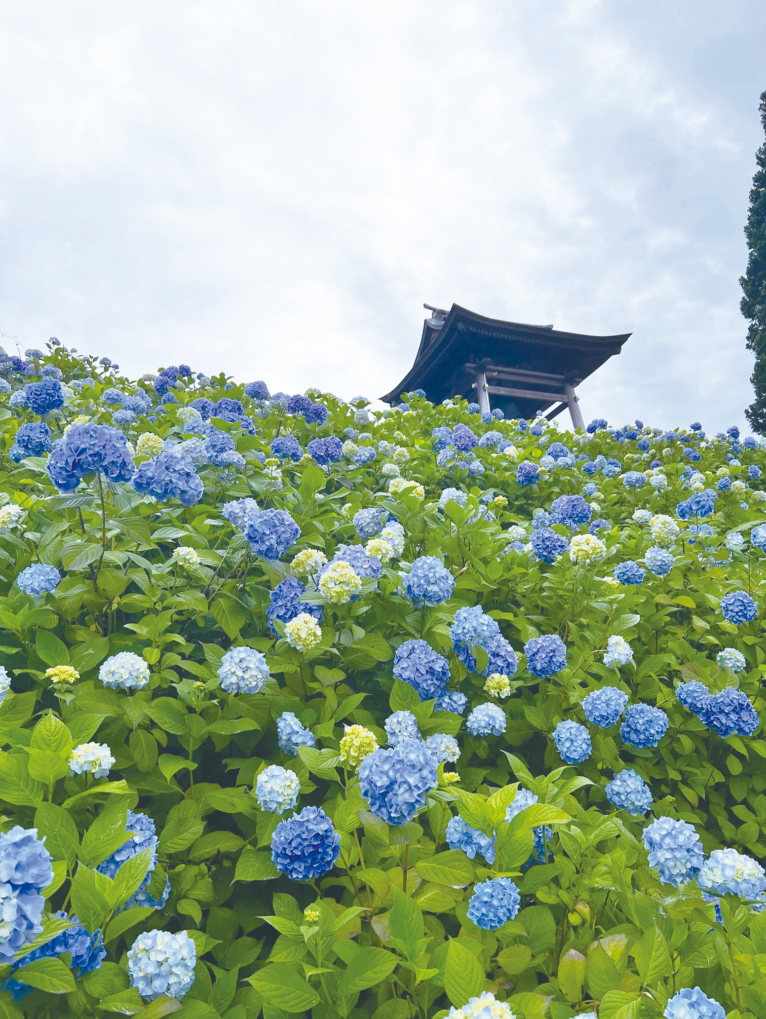 紫陽花と安養寺