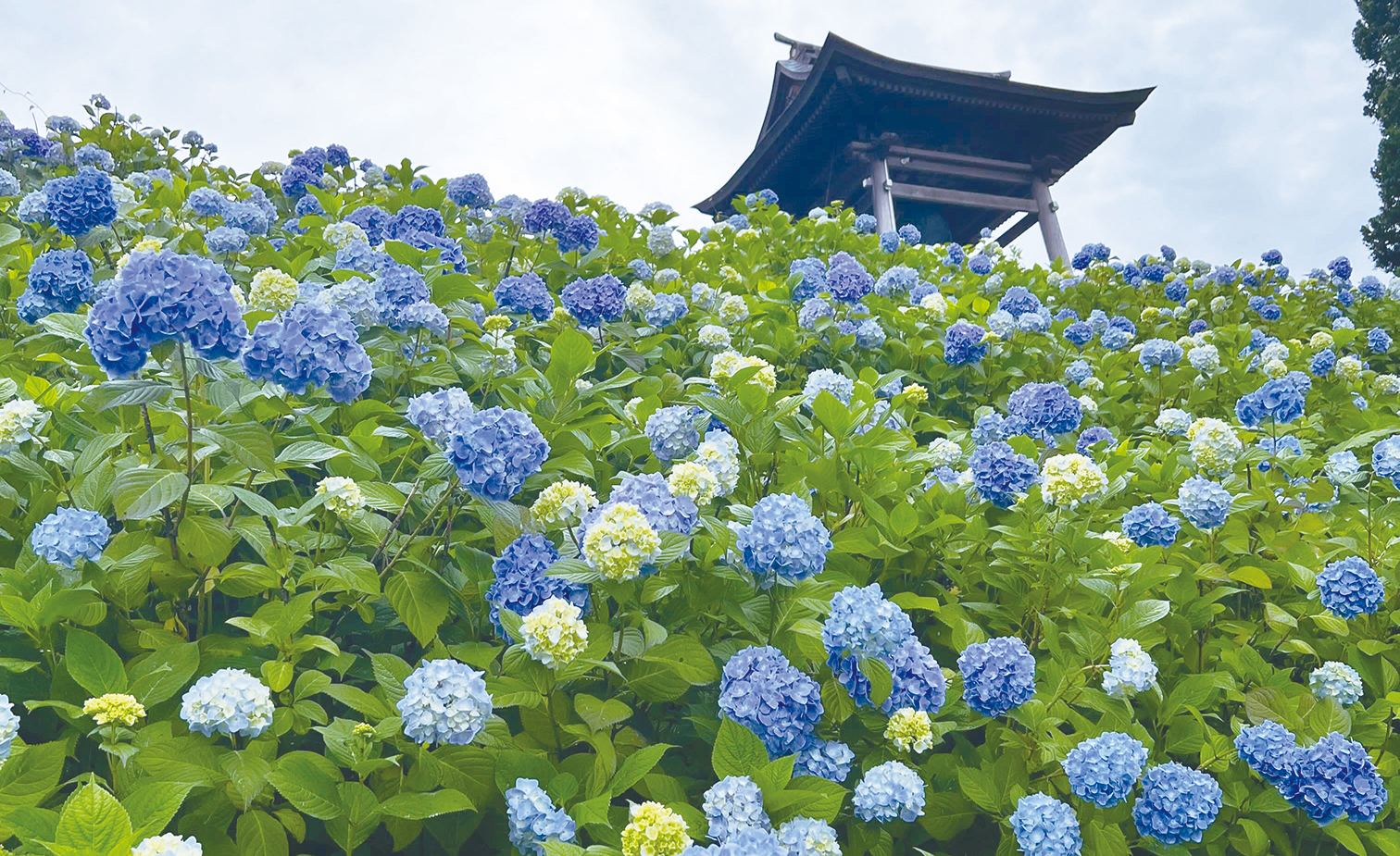 紫陽花と安養寺2